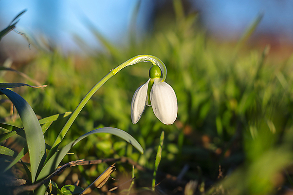포토 JPG 해외이미지 꽃잎 꽃 사람없음 아웃포커스 개화 스노드롭 해외포토 식물 촬영기법 파일형식 이미지허브