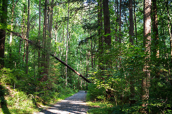 포토 JPG 해외이미지 나무 식물 웰빙 계절 공원 길 여행 백그라운드 낙엽 잎 자연 건강 사람없음 야외 목재 초록색 빛 햇빛 뷰티 환경 맑음 봄 산책 하이킹 나뭇가지 시골 개 숲 명상 해외포토 공공시설 컬러 재료 포유류 레저 날씨 휴식 태양 생태계 파일형식 이미지허브