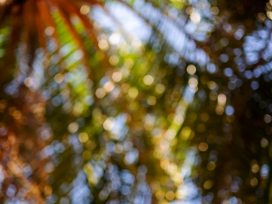 포토 JPG 해외이미지 나무 식물 디자인 계절 백그라운드 컨셉 잎 패턴 자연 벽지 아침 추상 미술 사람없음 가로 초록색 여름 빛 컬러풀 햇빛 태양 뷰티 우주 환경 맑음 봄 거품 흰색 신선 원형 야간 소프트포커스 숲 디스코 보케 부드러움 광 블러 효과 해외포토 주간 자연요소 도형 음악 컬러 무늬 날씨 문화예술 촬영기법 춤 감각 생태계 파일형식 이미지허브