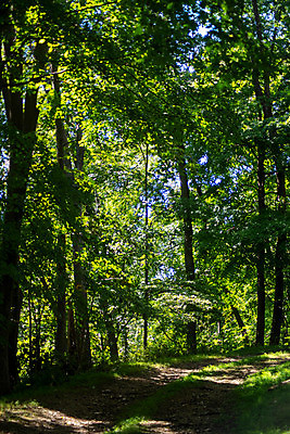 포토 JPG 해외이미지 나무 식물 공원 백그라운드 잎 자국 자연 풍경 사람없음 야외 목재 초록색 여름 빛 햇빛 태양 뷰티 환경 맑음 침묵 봄 하이킹 나뭇가지 시골 신선 영혼 숲 그림 내추럴 삼림지대 해외포토 자연요소 계절 공공시설 컬러 재료 레저 날씨 소리 생태계 파일형식 이미지허브