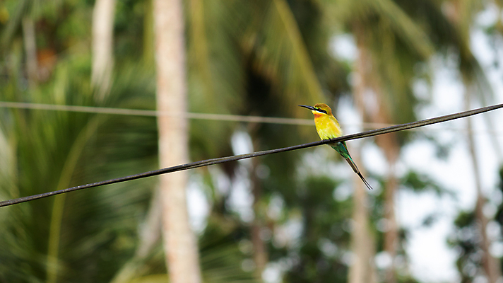 포토 JPG 해외이미지 동물 아시아 야생동물 백그라운드 날개 자연 조류 아침 휴식 생물 사람없음 야외 초록색 파란색 컬러풀 햇빛 뷰티 환경 정원 자유 벌 깃털 싱글 부리 사냥꾼 목 생태학 이국적 해외포토 주간 직업 교육 나라 컬러 곤충 컨셉 신체부위 태양 생태계 파일형식 이미지허브