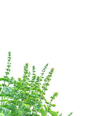 포토 JPG 해외이미지 식물 꽃잎 백그라운드 잎 꽃무늬 채소 재료 자연 종류 요리 사람없음 초록색 성장 벚꽃 나뭇가지 신선 양념 조미료 개화 닫기 달콤 맛 민트 허브 향신료 유기농 원예 매움 향기 향 아로마테라피 바질 내추럴 고립 생태학 해외포토 나무 웰빙 교육 꽃 컬러 컨셉 무늬 모션 취미 생태계 냄새 테라피 향미료 파일형식 이미지허브