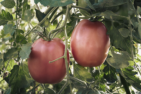포토 JPG 해외이미지 식물 계절 백그라운드 잎 농업 토마토 채소 과일 자연 새로움 건강 사람없음 야외 가로 빨간색 농작물 햇빛 농장 정원 성장 시골 그룹 큼 9월 준비 유기농 건강식 온실 채식주의자 많음 카피스페이스 해외포토 웰빙 산업 음식 컬러 컨셉 태양 공백 날짜 크기 생태계 채식 파일형식 이미지허브