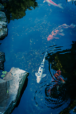 포토 JPG 해외이미지 동물 전통 아시아 문화 호수 백그라운드 오렌지 휴식 어류 미술 동양인 사람없음 장식 물 하이앵글 컬러풀 일본 수중 수영 미국 희망 침묵 연못 재산 황금 그림 식물원 조경 수족관 잉어 민물 텍사스 해외포토 자연요소 감정 나라 뷰포인트 컬러 컨셉 북아메리카 과일 문화예술 인종 금융 수중동물 소리 수상스포츠 파일형식 이미지허브