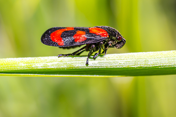 포토 JPG 해외이미지 식물 동물 꽃 야생동물 곤충 백그라운드 절지류 신체 자연 휴식 사람없음 빨간색 초록색 뷰티 갈색 노란색 환경 정원 검은색 봄 줄무늬 젖음 흰색 구출 닫기 벌레 숲 딱정벌레 묘사 무당벌레 병정 내추럴 고립 동물상 해외포토 계절 컬러 컨셉 무늬 모션 조형물 도움 생태계 파일형식 이미지허브