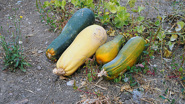 포토 JPG 해외이미지 계절 음식 백그라운드 농업 채소 자연 호박 건강 종류 서기 사람없음 컬러풀 정원 할로윈 수확 가을 신선 큼 유기농 10월 내추럴 숙성 식용 해외포토 웰빙 산업 컬러 모션 날짜 크기 생태계 파일형식 이미지허브