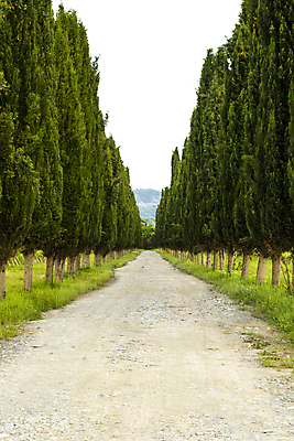 포토 JPG 해외이미지 나무 도로 여행 밭 교통시설 자연 하늘 거리 풍경 사람없음 초록색 여름 파란색 농장 일출 봄 산책 운전 시골 고속도로 숲 큼 아스팔트 방향 속도 먼지 장면 루트 방법 삼림지대 조지아 해외포토 식물 계절 길 컬러 교통 농업 모션 휴식 노을 크기 시설 생태계 동유럽 파일형식 이미지허브