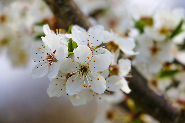 포토 JPG 해외이미지 주간 나무 사람없음 야외 뷰티 봄 벚꽃 나뭇가지 해외포토 자연요소 식물 계절 꽃 파일형식 이미지허브