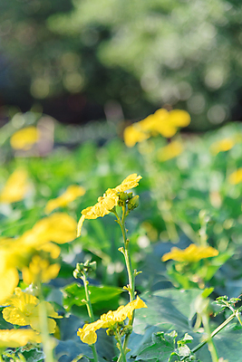 포토 JPG 해외이미지 식물 계절 백그라운드 잎 꽃무늬 농업 채소 과일 자연 사람없음 야외 장식 초록색 울타리 농장 노란색 미국 성장 벚꽃 개화 수분 대나무 유기농 원예 포도나무 국산 녹색배경 내추럴 밭일 텍사스 세련 해외포토 나무 웰빙 꽃 산업 컬러 북아메리카 무늬 취미 담장 과일나무 생태계 파일형식 이미지허브