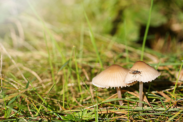 포토 JPG 해외이미지 동물 계절 곤충 자연 사람없음 갈색 버섯 가을 그룹 작음 9월 수집 섬유 내추럴 곰팡이 캡모자 해외포토 모자_잡화 컬러 직물 날짜 크기 생태계 파일형식 이미지허브