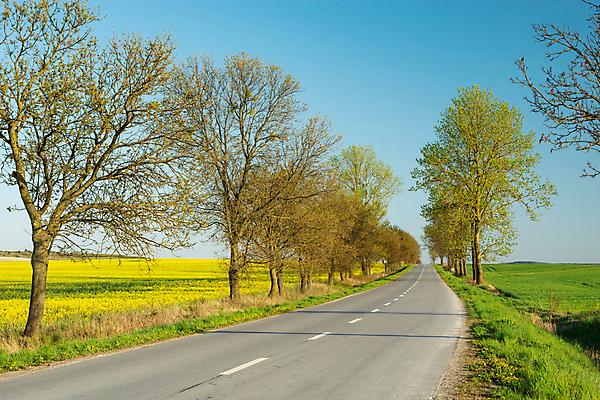 포토 JPG 해외이미지 나무 도로 길 여행 밭 농업 교통시설 자연 하늘 날씨 거리 사람없음 야외 가로 초록색 파란색 햇빛 농장 노란색 환경 맑음 봄 시골 개화 고속도로 생태계 밭일 생태학 해외포토 식물 계절 교육 꽃 산업 컬러 교통 태양 시설 파일형식 이미지허브