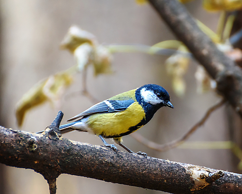 포토 JPG 해외이미지 나무 동물 야생동물 날개 자연 조류 앉기 사람없음 초록색 컬러풀 노란색 나뭇가지 숲 작음 깃털 부리 해외포토 식물 컬러 모션 크기 생태계 파일형식 이미지허브