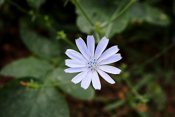 포토 JPG 해외이미지 식물 꽃 백그라운드 꽃무늬 자연 건강 사람없음 초록색 여름 파란색 약 벚꽃 약초 허브 내추럴 치커리 해외포토 계절 컬러 무늬 채소 의학 풀_식물 생태계 파일형식 이미지허브