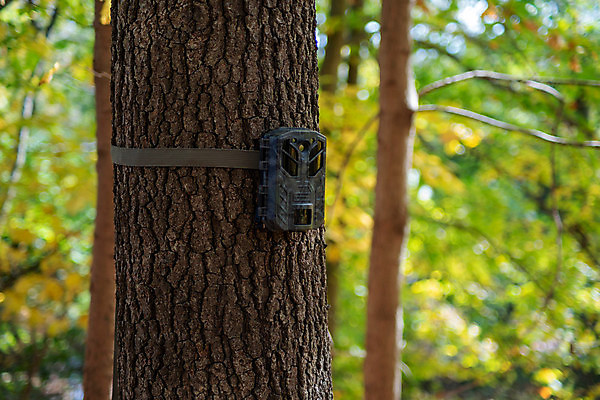 포토 JPG 해외이미지 나무 식물 동물 계절 공원 길 야생동물 백그라운드 잎 자연 풍경 사람없음 야외 목재 초록색 여름 햇빛 갈색 환경 맑음 검은색 봄 가을 시골 숲 질감 사냥 나무껍질 내추럴 동물상 삼림지대 해외포토 공공시설 컬러 재료 날씨 태양 조형물 껍질 생태계 파일형식 이미지허브