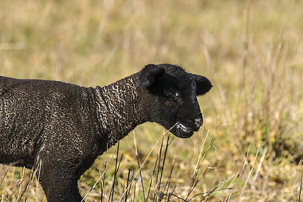 포토 JPG 해외이미지 동물 전통 계절 기독교 종교 백그라운드 십자가 밭 포유류 자연 휴가 부활절 육류 사람없음 초록색 농장 농경지 마을 성경 봄 시골 축하 아기 신생아 양 예수 달콤 군중 방목 언덕 신성 솜털 양고기 양모 해외포토 기념일 컬러 컨셉 농업 식재료 종교용품 사람 직물 신_종교 맛 축산업 생태계 파일형식 이미지허브