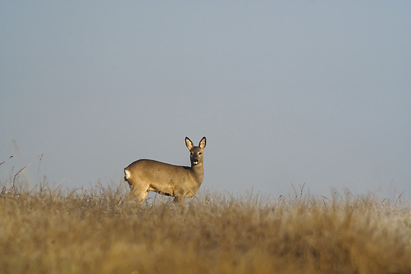 포토 JPG 해외이미지 동물 여자 남자 유럽 야생동물 백그라운드 밭 포유류 자연 털 뿔 서기 잔디 사람없음 야외 목재 달러 봄 관찰 황무지 숲 트로피 사냥 사냥꾼 공터 내추럴 서쪽 아기사슴 암사슴 해외포토 나무 식물 직업 계절 나라 새끼 돈 농업 재료 모션 사슴 사람 암컷 방향 상_우승 생태계 파일형식 이미지허브