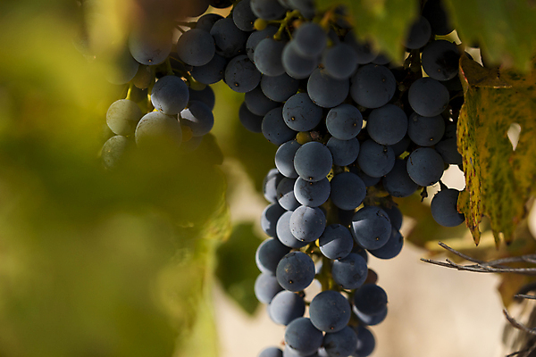 포토 JPG 해외이미지 식물 음식 잎 밭 농업 채소 과일 포도 풍경 사람없음 경제 태양 침묵 고요 황혼 일몰 가을 나뭇가지 시골 스페인 상품 땅 관목 유기농 장면 포도나무 지역 타운 아라곤 내추럴 채식주의자 해외포토 자연요소 나무 웰빙 계절 유럽 산업 노을 소리 도시 과일나무 채식 파일형식 이미지허브