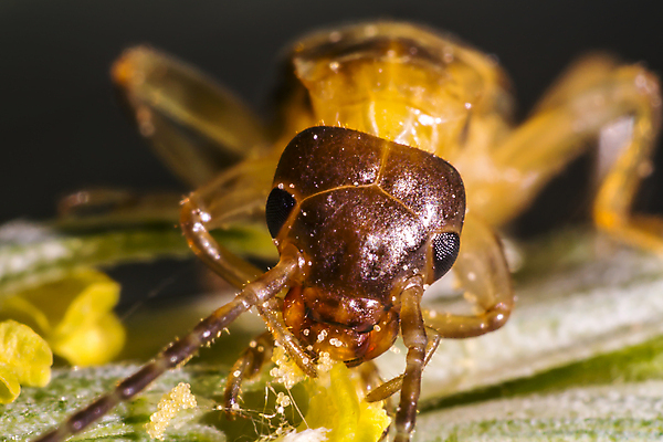 포토 JPG 해외이미지 식물 동물 꽃 야생동물 곤충 백그라운드 절지류 신체 자연 휴식 사람없음 빨간색 초록색 반짝임 뷰티 갈색 환경 정원 검은색 봄 줄무늬 흰색 칼날 구출 닫기 벌레 딱정벌레 묘사 무당벌레 내추럴 고립 동물상 해외포토 계절 컬러 컨셉 무늬 모션 조형물 도움 생태계 파일형식 이미지허브