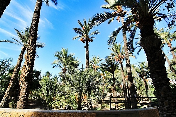 포토 JPG 해외이미지 나무 공원 유럽 여행 백그라운드 건축양식 자국 자연 하늘 휴가 손바닥 풍경 사람없음 야외 초록색 빛 강 도시풍경 환경 하이킹 수확 신선 도시 고가도로 고속도로 스페인 재산 숲 강가 대추 알리칸테 해외포토 식물 손 공공시설 건축 나라 도로 컬러 농업 레저 금융 생태계 파일형식 이미지허브