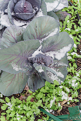 포토 JPG 해외이미지 식물 계절 잎 밭 농업 채소 재료 자연 사람없음 야외 초록색 머리 정원 보라색 냉동 얼음 추위 성장 흰색 신선 유기농 원예 양배추 날것 내추럴 밭일 텍사스 해외포토 자연요소 웰빙 산업 컬러 취미 신체부위 미국 생태계 파일형식 이미지허브