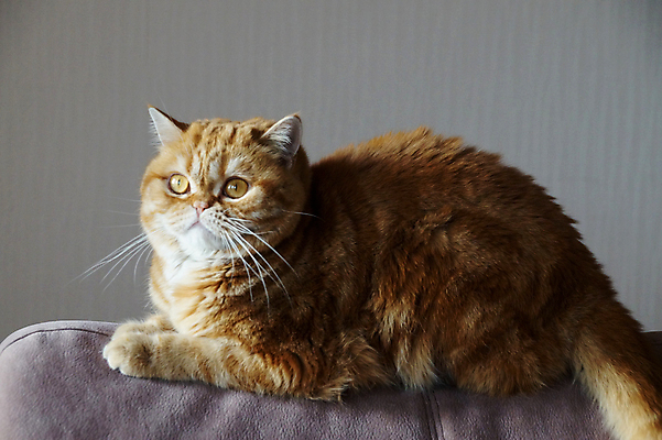 포토 JPG 해외이미지 동물 1 응시 오렌지 포유류 수염 털 앉기 사람없음 장식 반려동물 소파 노란색 머리 고양이 줄무늬 황금 모피 호기심 솜털 기르기 총구 스코틀랜드 해외포토 시선 감정 컬러 컨셉 무늬 의자 과일 모션 영국 신체부위 돌봄 파일형식 이미지허브