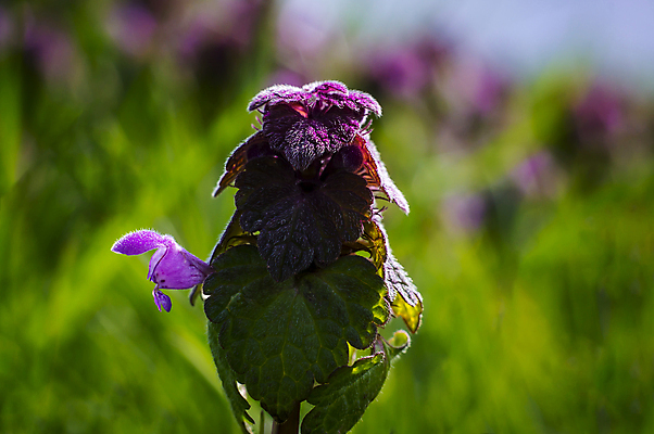 포토 JPG 해외이미지 나무 식물 계절 꽃 분홍색 백그라운드 잎 꽃무늬 밭 농업 자연 사람없음 야외 초록색 햇빛 태양 뷰티 농장 농경지 환경 정원 맑음 봄 성장 벚꽃 흰색 나뭇가지 시골 신선 개화 체리 원예 보케 장면 내추럴 고립 밭일 해외포토 자연요소 산업 컬러 무늬 과일 날씨 취미 생태계 파일형식 이미지허브