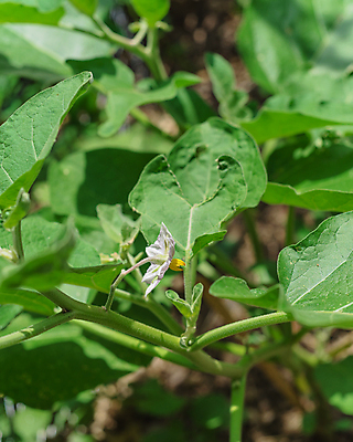 포토 JPG 해외이미지 식물 꽃잎 줄기 백그라운드 잎 밭 농업 채소 과일 부분 자연 하늘 가지 건강 사람없음 초록색 농작물 환경 정원 보라색 미국 수확 성장 벚꽃 신선 원형 개화 달콤 제비꽃 유기농 원예 국산 내추럴 땅바닥 밭일 텍사스 해외포토 도형 웰빙 꽃 산업 컬러 북아메리카 바닥 취미 맛 생태계 파일형식 이미지허브