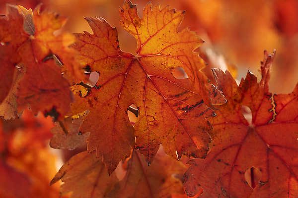 포토 JPG 해외이미지 식물 단풍 잎 밭 농업 채소 과일 포도 사람없음 빨간색 경제 태양 침묵 고요 황혼 일몰 나뭇가지 시골 스페인 상품 땅 관목 장면 포도나무 지역 타운 아라곤 해외포토 자연요소 나무 유럽 산업 컬러 노을 소리 도시 과일나무 파일형식 이미지허브