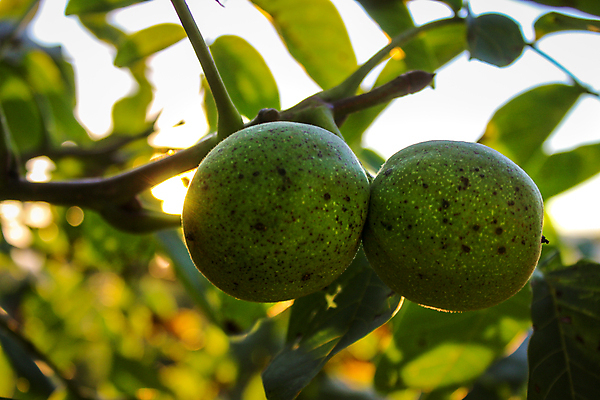 포토 JPG 해외이미지 나무 계절 음식 백그라운드 잎 2 농업 과일 재료 자연 씨앗 사람없음 초록색 태양 갈색 정원 모임 견과류 수확 성장 껍질 나뭇가지 시골 신선 오픈 유기농 날것 호두 국산 내추럴 숙성 세련 해외포토 자연요소 식물 웰빙 산업 컬러 생태계 파일형식 이미지허브