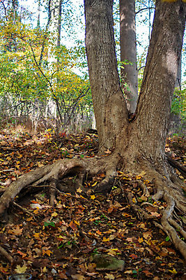 포토 JPG 해외이미지 나무 식물 계절 공원 길 지구 백그라운드 잎 자연 사람없음 야외 목재 초록색 컬러풀 햇빛 노란색 환경 힘 침묵 하이킹 성장 숲 그림 자연백그라운드 뿌리 내추럴 카피스페이스 해외포토 공공시설 컬러 재료 레저 태양 소리 공백 생태계 파일형식 이미지허브