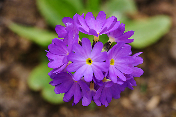 포토 JPG 해외이미지 식물 계절 공원 꽃잎 꽃 줄기 분홍색 백그라운드 잎 꽃무늬 자연 사람없음 야외 빨간색 초록색 여름 컬러풀 뷰티 노란색 정원 보라색 봄 활발 벚꽃 흰색 신선 개화 닫기 저녁 다발 제비꽃 원예 내추럴 영원 프리뮬러 해외포토 공공시설 컬러 컨셉 무늬 모션 취미 야간 생태계 파일형식 이미지허브