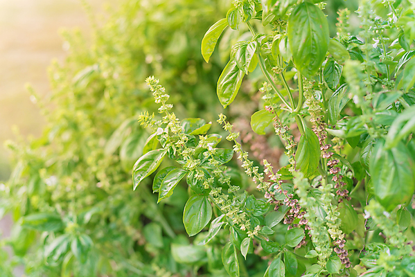 포토 JPG 해외이미지 식물 꽃잎 꽃 백그라운드 잎 꽃무늬 재료 자연 종류 동양인 사람없음 초록색 약 성장 벚꽃 나뭇가지 신선 양념 조미료 개화 달콤 맛 약초 민트 허브 향신료 유기농 원예 매움 향기 아로마 향 아로마테라피 바질 내추럴 고립 해외포토 나무 웰빙 컬러 컨셉 무늬 의학 인종 취미 풀_식물 생태계 냄새 테라피 향미료 파일형식 이미지허브