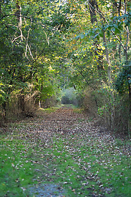 포토 JPG 해외이미지 나무 계절 공원 길 여행 백그라운드 컨셉 잎 자국 자연 건강 사람없음 야외 목재 세로 초록색 햇빛 뷰티 평화 환경 하이킹 자유 나뭇가지 시골 터널 숲 오솔길 방향 명상 개성 내추럴 삼림지대 해외포토 식물 공공시설 컬러 재료 레저 태양 생태계 파일형식 이미지허브