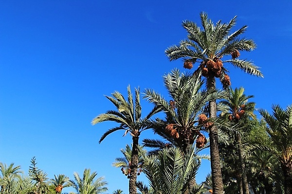 포토 JPG 해외이미지 나무 공원 유럽 여행 백그라운드 건축양식 자국 자연 하늘 휴가 손바닥 풍경 사람없음 야외 초록색 빛 강 도시풍경 환경 하이킹 수확 신선 도시 고가도로 고속도로 스페인 재산 숲 강가 대추 알리칸테 해외포토 식물 손 공공시설 건축 나라 도로 컬러 농업 레저 금융 생태계 파일형식 이미지허브