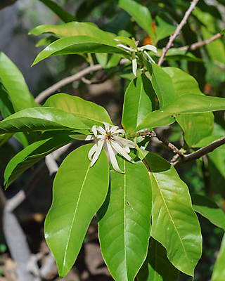포토 JPG 해외이미지 식물 꽃잎 꽃 아시아 잎 꽃무늬 자연 하늘 사람없음 야외 초록색 노란색 맑음 미국 벚꽃 흰색 신선 닫기 향수 향기 향 아로마테라피 내추럴 인도차이나반도 텍사스 해외포토 나라 컬러 북아메리카 무늬 모션 날씨 화장품 생태계 냄새 테라피 파일형식 이미지허브