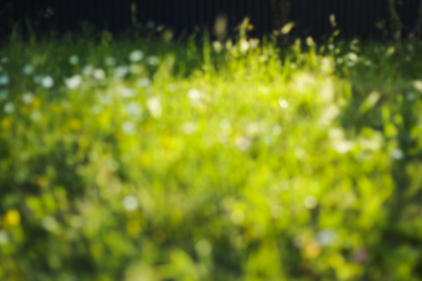 포토 JPG 해외이미지 잎 자연 사람없음 빛 봄 소프트포커스 보케 블러 해외포토 식물 계절 촬영기법 생태계 파일형식 이미지허브