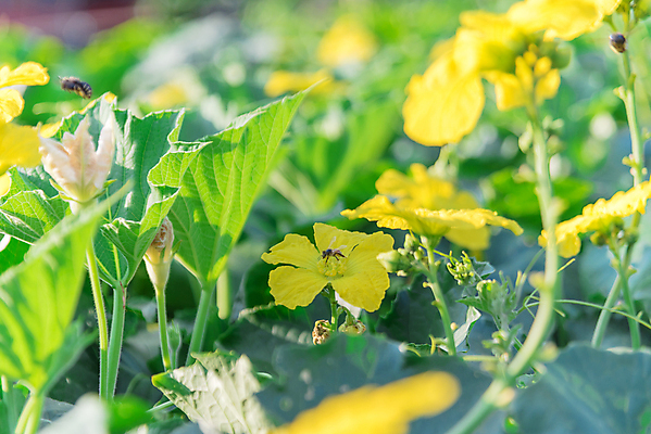 포토 JPG 해외이미지 식물 계절 백그라운드 잎 꽃무늬 농업 채소 과일 자연 사람없음 야외 장식 초록색 울타리 농장 노란색 미국 성장 벚꽃 개화 수분 대나무 유기농 원예 포도나무 국산 녹색배경 내추럴 밭일 텍사스 세련 해외포토 나무 웰빙 꽃 산업 컬러 북아메리카 무늬 취미 담장 과일나무 생태계 파일형식 이미지허브
