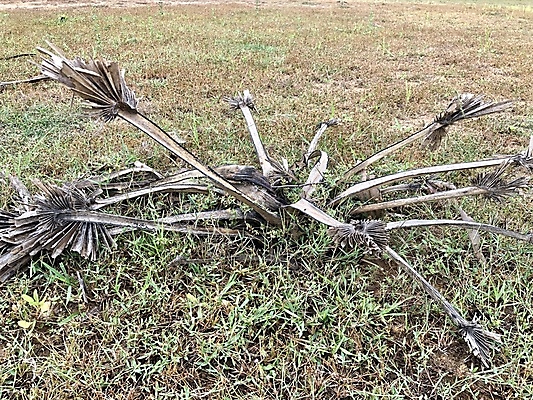 포토 JPG 해외이미지 나무 식물 잎 패턴 밭 농업 자연 추상 건조 갈대 풍경 사람없음 야외 목재 초록색 여름 울타리 농장 정원 흙 사막 성장 가을 나뭇가지 시골 죽음 숲 땅 뿌리 내추럴 옛날 해외포토 계절 산업 컬러 무늬 재료 담장 생태계 파일형식 이미지허브
