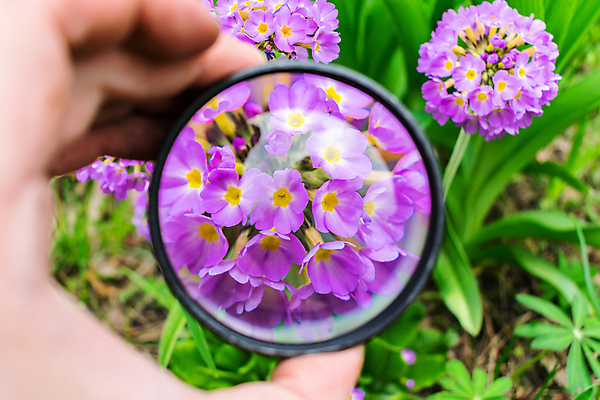 포토 JPG 해외이미지 식물 손 계절 꽃잎 꽃 분홍색 꽃다발 꽃무늬 밭 농업 손가락 자연 유리 돋보기 현미경 잔디 사람없음 야외 장식 초록색 여름 정원 보라색 봄 벚꽃 대접 신선 확대 질병 숲 작음 제비꽃 과학자 생물학 아로마 꽃가루 꿀 노려봄 유지 내추럴 알레르기 블러 원예사 해외포토 직업 교육 산업 컬러 과학 무늬 의학 재질 표정 실험기구 신체부위 크기 가루 생태계 학자 파일형식 이미지허브