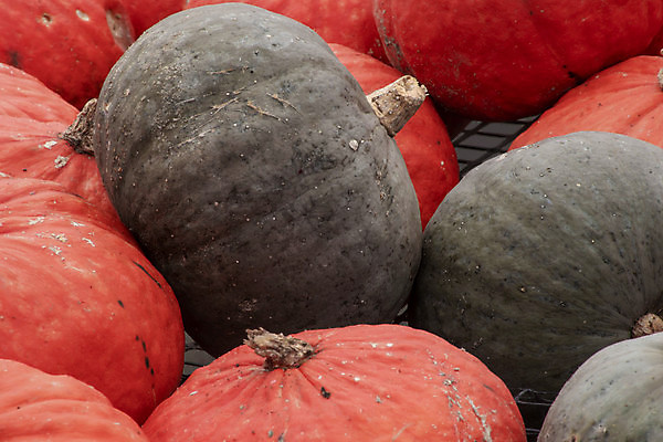 포토 JPG 해외이미지 계절 음식 줄기 백그라운드 패턴 농업 다이어트 채소 오렌지 과일 재료 자연 탁자 호박 휴가 건강 요리 사람없음 장식 초록색 컬러풀 농장 정원 할로윈 수확 신선 시장 유기농 질감 날것 추수감사절 스쿼시 건강식 10월 내추럴 밭일 숙성 온실 채식주의자 해외포토 식물 웰빙 산업 기독교 스포츠 컬러 가구 무늬 구기 날짜 생태계 채식 파일형식 이미지허브