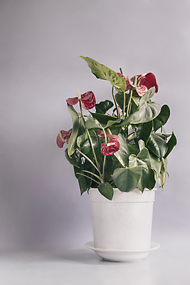 포토 JPG 해외이미지 식물 꽃 화분 가구 백그라운드 잎 꽃무늬 패턴 자연 탁자 아파트 사람없음 내부 장식 세로 초록색 인테리어 사무실 뷰티 흰색 신선 개화 냄비 작음 내추럴 카피스페이스 미니멀 해외포토 디자인 컬러 생활용품 무늬 비즈니스 주택 공백 솥 크기 생태계 파일형식 이미지허브