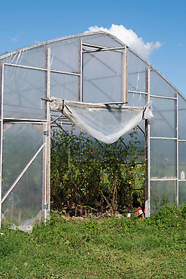 포토 JPG 해외이미지 식물 산업 음식 백그라운드 농업 토마토 채소 건축양식 자연 하늘 건강 풍경 사람없음 야외 초록색 여름 파란색 농장 문 환경 금속 정원 수확 성장 시골 신선 유기농 성분 건강식 내추럴 채소밭 밭일 영양소 온실 채식주의자 철강 케일 카피스페이스 해외포토 웰빙 계절 건축 컬러 밭 재질 공백 생태계 채식 파일형식 이미지허브