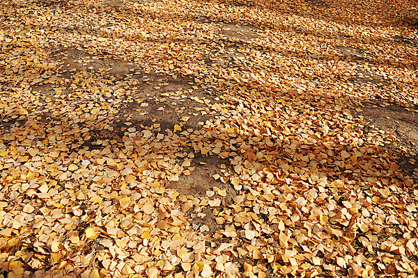 포토 JPG 해외이미지 나무 식물 계절 공원 백그라운드 단풍 잎 오렌지 자연 풍경 잔디 사람없음 야외 초록색 빛 컬러풀 햇빛 뷰티 갈색 노란색 환경 정원 맑음 가을 시골 황금 숲 11월 10월 땅바닥 해외포토 공공시설 컬러 과일 날씨 바닥 태양 날짜 생태계 파일형식 이미지허브