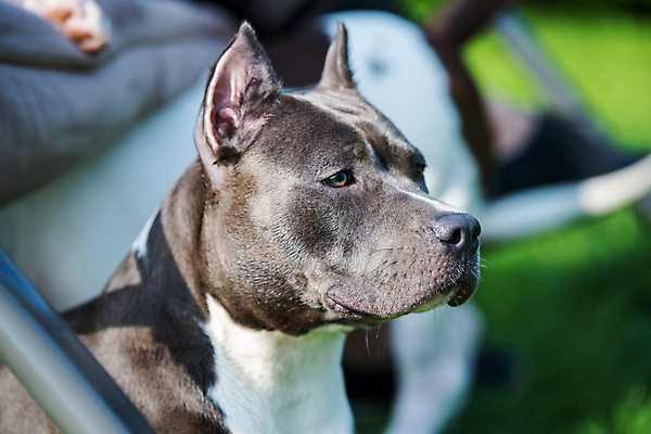 포토 JPG 해외이미지 공원 새끼 근육 사람없음 반려동물 개 테리어 해외포토 동물 공공시설 포유류 파일형식 이미지허브