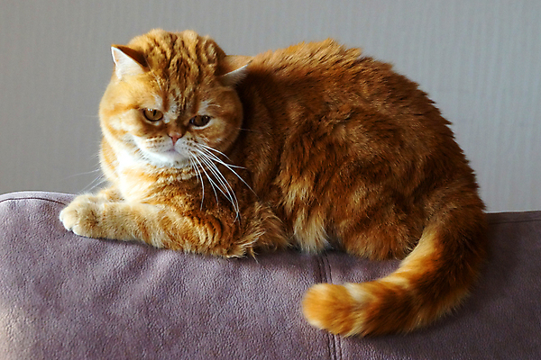 포토 JPG 해외이미지 동물 1 응시 오렌지 포유류 수염 털 앉기 사람없음 장식 반려동물 소파 노란색 머리 고양이 줄무늬 황금 모피 호기심 솜털 기르기 총구 스코틀랜드 해외포토 시선 감정 컬러 컨셉 무늬 의자 과일 모션 영국 신체부위 돌봄 파일형식 이미지허브