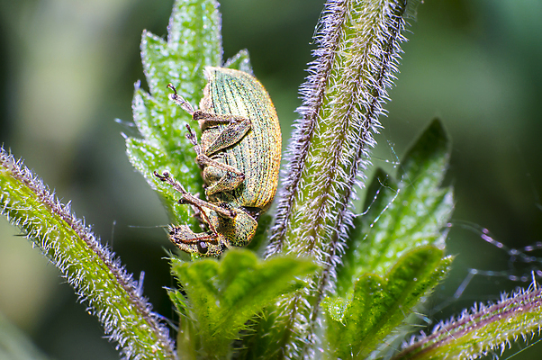 포토 JPG 해외이미지 식물 동물 꽃 야생동물 곤충 백그라운드 절지류 신체 자연 휴식 사람없음 빨간색 초록색 여름 빛 뷰티 갈색 노란색 환경 정원 검은색 봄 줄무늬 젖음 흰색 구출 닫기 벌레 숲 벌 딱정벌레 묘사 무당벌레 병정 내추럴 고립 동물상 해외포토 계절 컬러 컨셉 무늬 모션 조형물 도움 생태계 파일형식 이미지허브