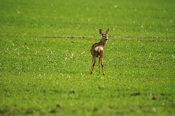 포토 JPG 해외이미지 동물 여자 남자 유럽 야생동물 백그라운드 밭 포유류 자연 털 뿔 서기 잔디 사람없음 야외 목재 달러 봄 관찰 황무지 숲 트로피 사냥 사냥꾼 공터 내추럴 서쪽 아기사슴 암사슴 해외포토 나무 식물 직업 계절 나라 새끼 돈 농업 재료 모션 사슴 사람 암컷 방향 상_우승 생태계 파일형식 이미지허브