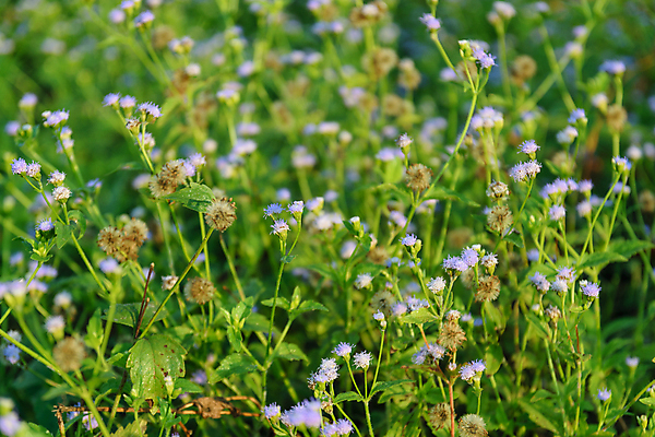 포토 JPG 해외이미지 식물 계절 꽃잎 꽃 줄기 백그라운드 잎 밭 자연 사람없음 초록색 빛 컬러풀 햇빛 태양 환경 정원 봄 벚꽃 나뭇가지 시골 신선 숲 허브 명상 내추럴 세련 해외포토 자연요소 나무 컬러 농업 생태계 파일형식 이미지허브