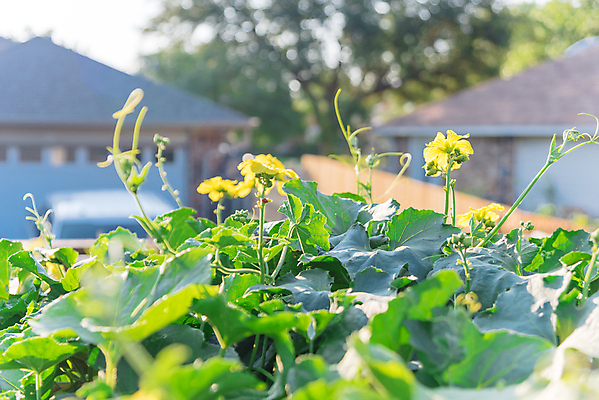 포토 JPG 해외이미지 식물 계절 백그라운드 잎 꽃무늬 농업 채소 과일 자연 사람없음 야외 장식 초록색 울타리 농장 노란색 미국 성장 벚꽃 개화 수분 대나무 유기농 원예 포도나무 국산 녹색배경 내추럴 밭일 텍사스 세련 해외포토 나무 웰빙 꽃 산업 컬러 북아메리카 무늬 취미 담장 과일나무 생태계 파일형식 이미지허브