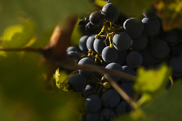 포토 JPG 해외이미지 식물 음식 잎 밭 농업 채소 과일 포도 풍경 사람없음 경제 태양 침묵 고요 황혼 일몰 가을 나뭇가지 시골 스페인 상품 땅 관목 유기농 장면 포도나무 지역 타운 아라곤 내추럴 채식주의자 해외포토 자연요소 나무 웰빙 계절 유럽 산업 노을 소리 도시 과일나무 채식 파일형식 이미지허브